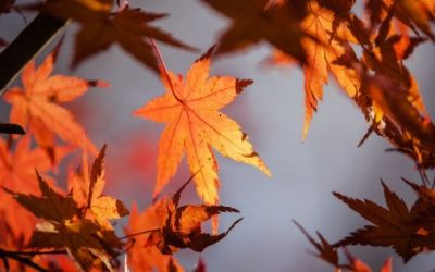 Thanksgiving Offering