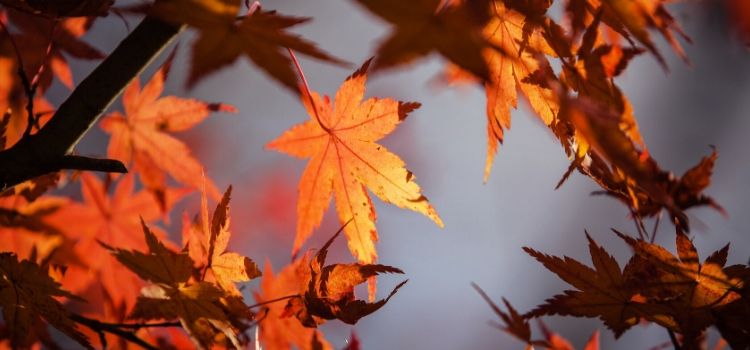 Thanksgiving Offering