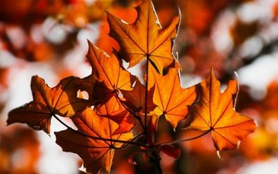 Gratitude vs. Consumerism