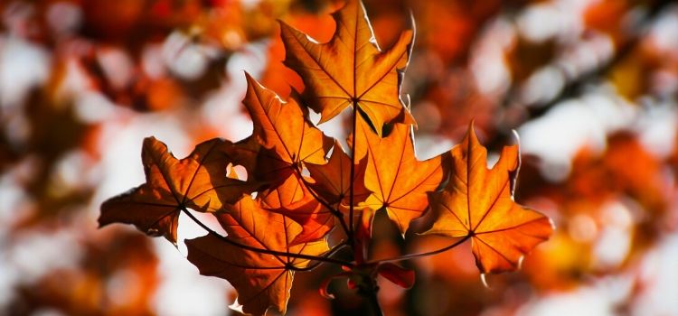 Gratitude vs. Consumerism