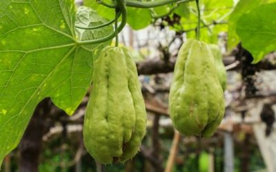 Digging In Step Seven