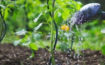 COVID-19 And Gardening