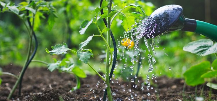 COVID-19 And Gardening