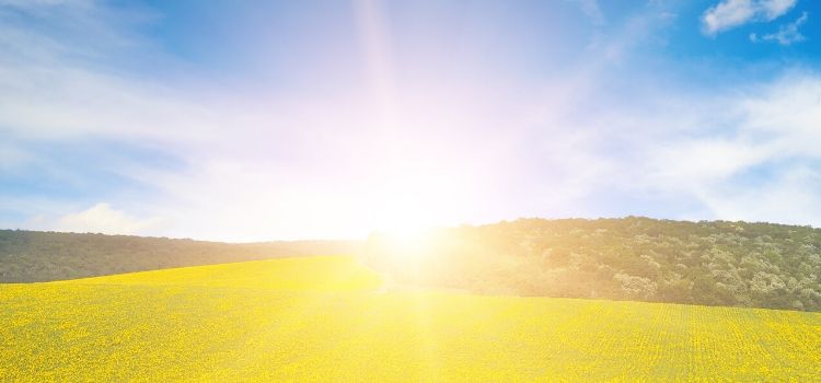 What Was Tax Day And Gardens