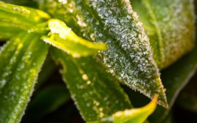 Cold Snaps and Gardens