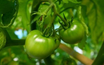 Blooms Are Beginning