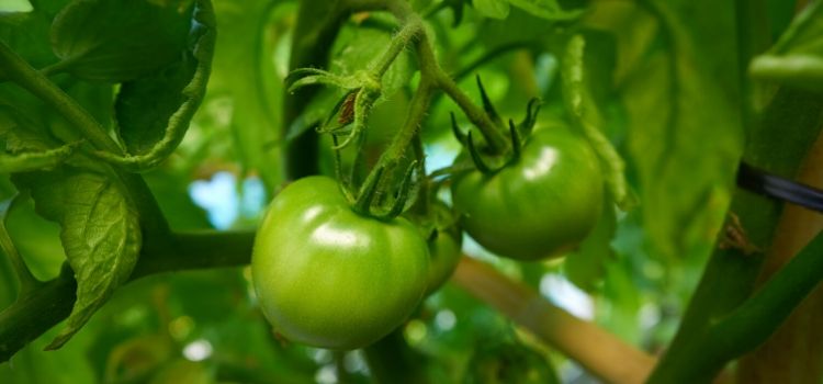 Blooms Are Beginning