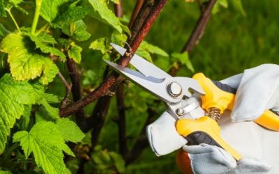 Planning, Planting, and Rewards