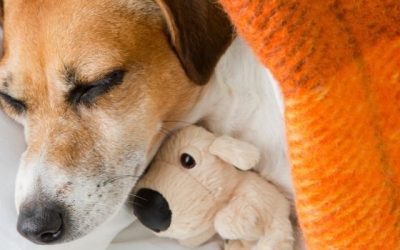 Dream Time and Work Time