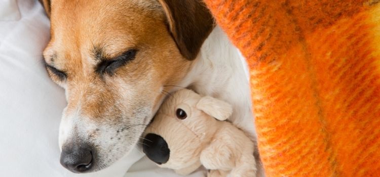 Dream Time and Work Time