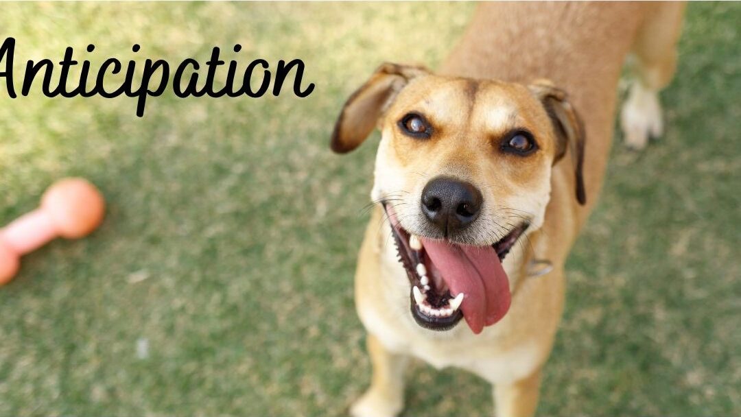 A Season of Anticipation