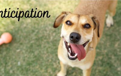 A Season of Anticipation